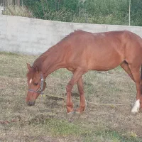 حیوانات|حیوانات مزرعه|هشترود, |دیوار