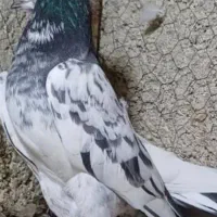 کفتر نر پاکستانی