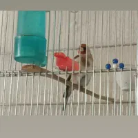 سهره