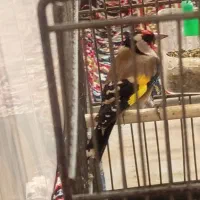 2عدد‌سهره‌نرقلمی‌و‌گل‌بلند|پرنده|اردبیل, |دیوار