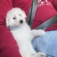 شاه توله نر شیتزو اصل سفید