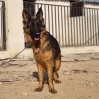 ژرمن ماده مو بلند سه ساله|سگ|چهارباغ, |دیوار