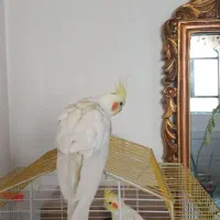 طوطی عروس لوتینو جفت مولد