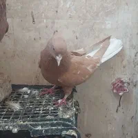 کفتر رنگی دم سفید|پرنده|خاوران, |دیوار