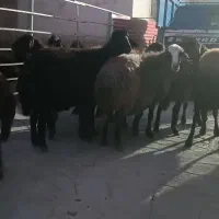 10 راس گوسفند جوان|حیوانات مزرعه|مهربان, |دیوار