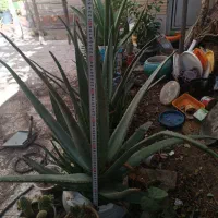 الوورای بزرگ که ۲۰ برگ دارد ۲۰۰هزار تومان|گل و گیاه طبیعی|کرمان, |دیوار