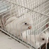 عروس هلندی آلبینو