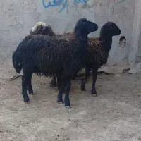 سه عدد بره ماده بی گوش