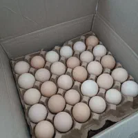 تخم مرغ محلی|خوردنی و آشامیدنی|مشهد, تربیت (صدف)|دیوار