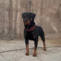 سگ روتوایلر فول آموزش