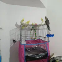 فروش عروس هلندی|پرنده|مهاجران, |دیوار