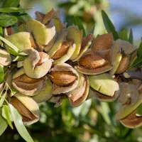 نهال بادام تونو|خدمات باغبانی و درختکاری|کوهپایه, |دیوار