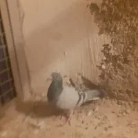 کبوتر|پرنده|اقبالیه, |دیوار