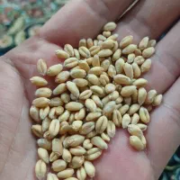 گندم ابی بوجاری شده گندم دیم بوجار شده درجه یک ۴تن