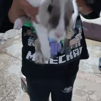 خرگوش