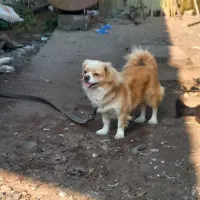 فروش یک جفت سگ پاکوتاه