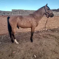 اسب|اسب و تجهیزات اسب‌سواری|زرند, |دیوار