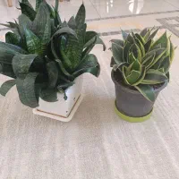 گل طبیعی|گل و گیاه طبیعی|سنندج, |دیوار