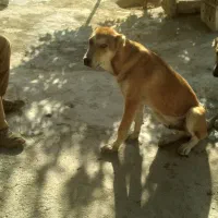 سگ گم شده|سگ|سنندج, |دیوار