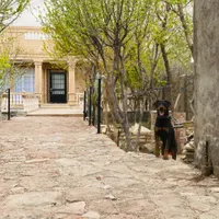 سگ دوبرمن اصیل نر|سگ|مشهد, اقبال|دیوار