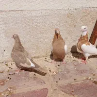 کبوتر ، کفتر ، 3 عدد کبوتر|پرنده|شیراز, شهرک گلستان|دیوار
