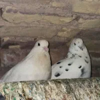 کفتر/کبوتر فروشی اردکان|پرنده|اردکان, |دیوار