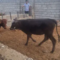 ۲راس گوساله فروشی