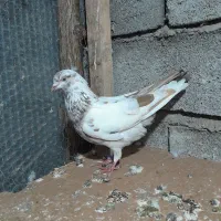 کبوتر پرشی|پرنده|لاهیجان, لیالستان|دیوار