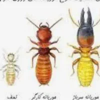 انجام موریانه زدایی با ضمانت 5ساله|خدمات نظافت|خرمآباد, |دیوار