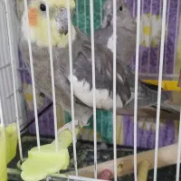 سلام دو تا عروس هلندی  یکش نرو اون یکیش ماده جفت