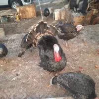 بوقلمون خانگی و ارگانیک|حیوانات مزرعه|یزد, |دیوار