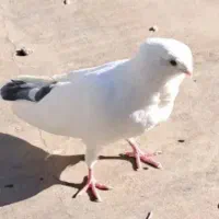 کبوتر فری ماده دو عدد