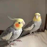 دوعدد عروسهلندینر.دستی سخنگو