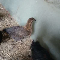 مرغ استرالوپ محلی و بلک استار|حیوانات مزرعه|کرج, شهرک پردیسان|دیوار