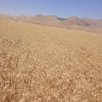 بذر گندم پیشگام