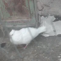 نرسفید چشم زرد