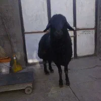 شک افشار|حیوانات مزرعه|بلبان آباد, |دیوار