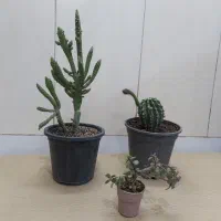 سه کاکتوس با هم ۱۰۰