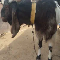 سه عدد کهره ترکی