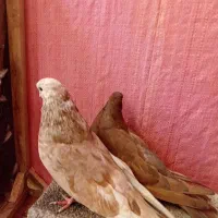 ۱۵ عدد کفتر رنگی زمینی خوشگل