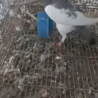 یهودی کبود نر|پرنده|قزوین, |دیوار