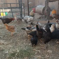 فروش خروس|حیوانات مزرعه|خلیل آباد, |دیوار