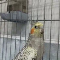 عروس هلندی ماده