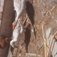 غاز بالغ یک جفت
