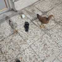 مرغ عربی