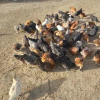 مرغ|حیوانات مزرعه|شیروان (خراسان), |دیوار