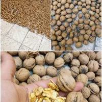 گردو درجه یک