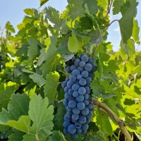 باغ انگور به متراژ ۱۲۰۰ متر در صالح آباد بهادربیگ