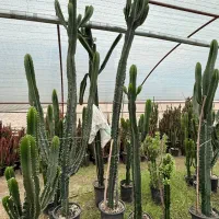 کاکتوس|گل و گیاه طبیعی|گرگان, |دیوار