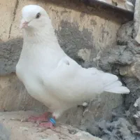 کفتر سفید آگهی بخون
